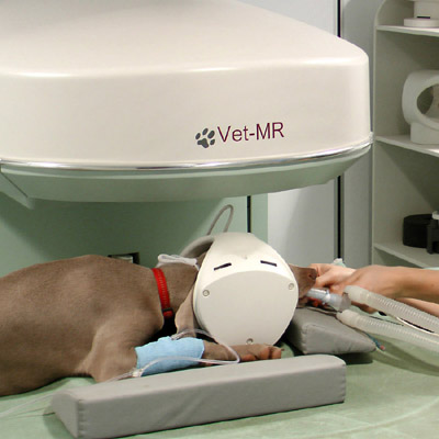 Pet Radiology in dubai