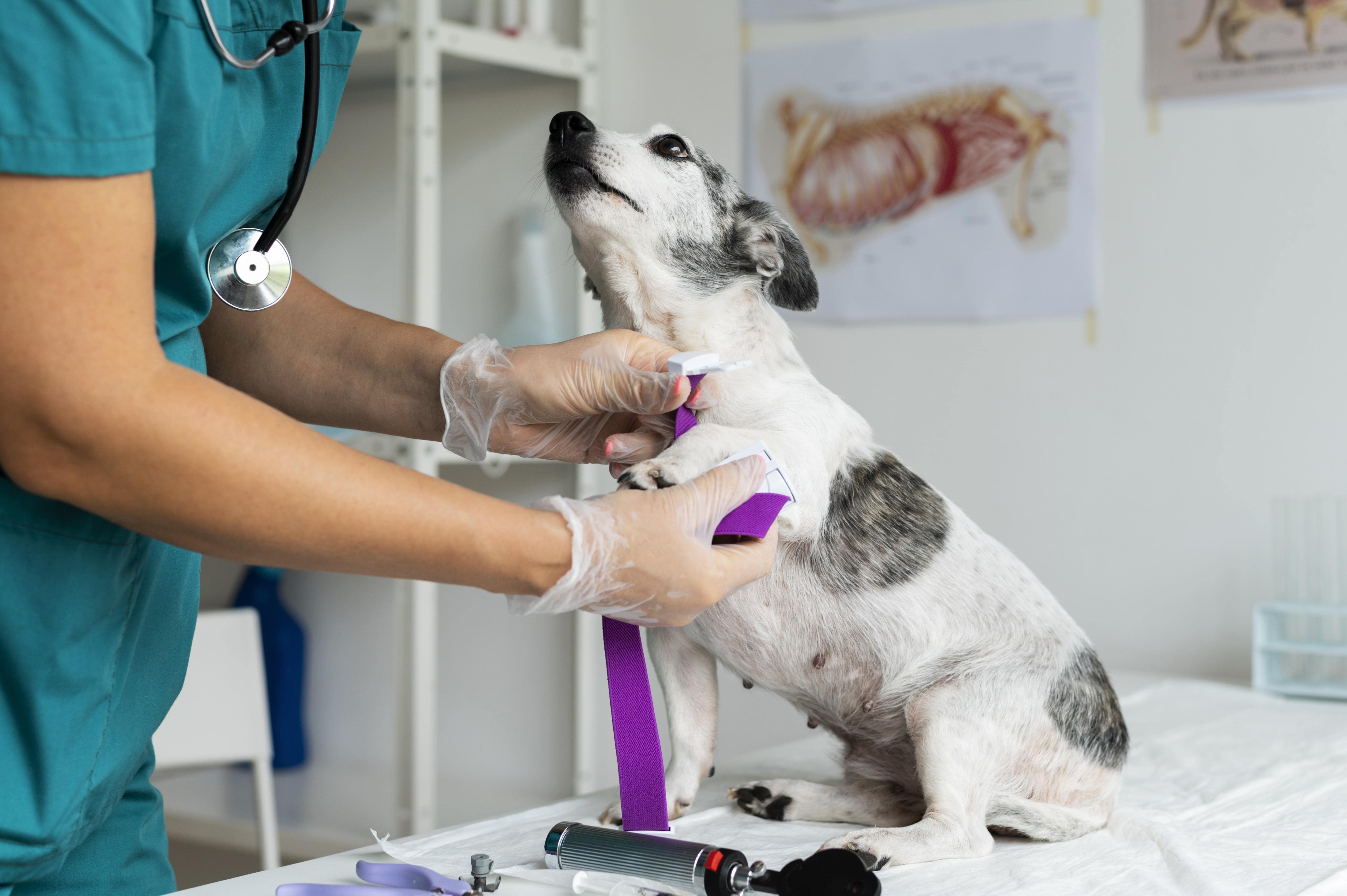 Annual Health check ups for pets