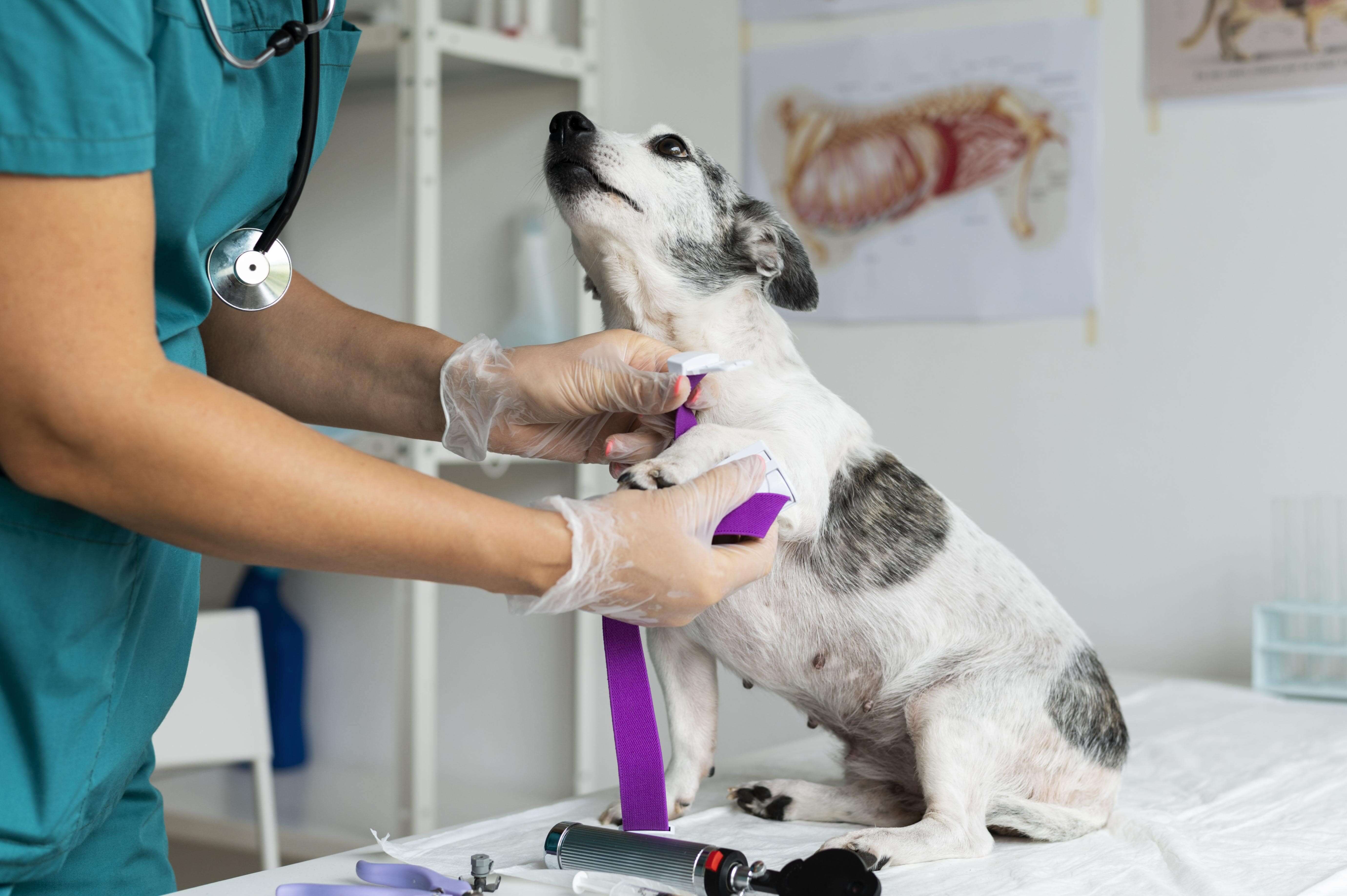 Orthopaedic Problems in Pets in Dubai