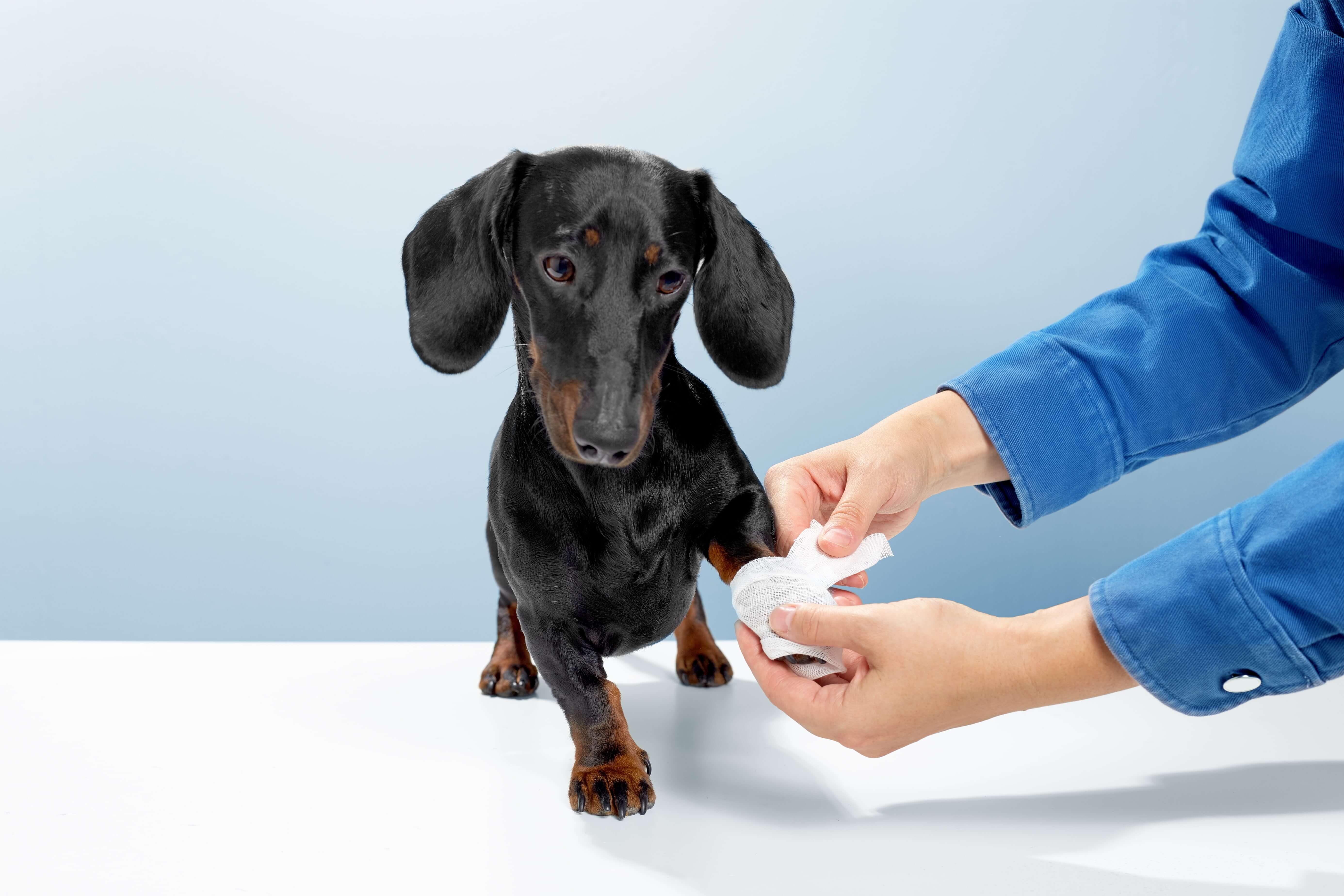 Treatments for Orthopaedic Problems in Pets in Dubai