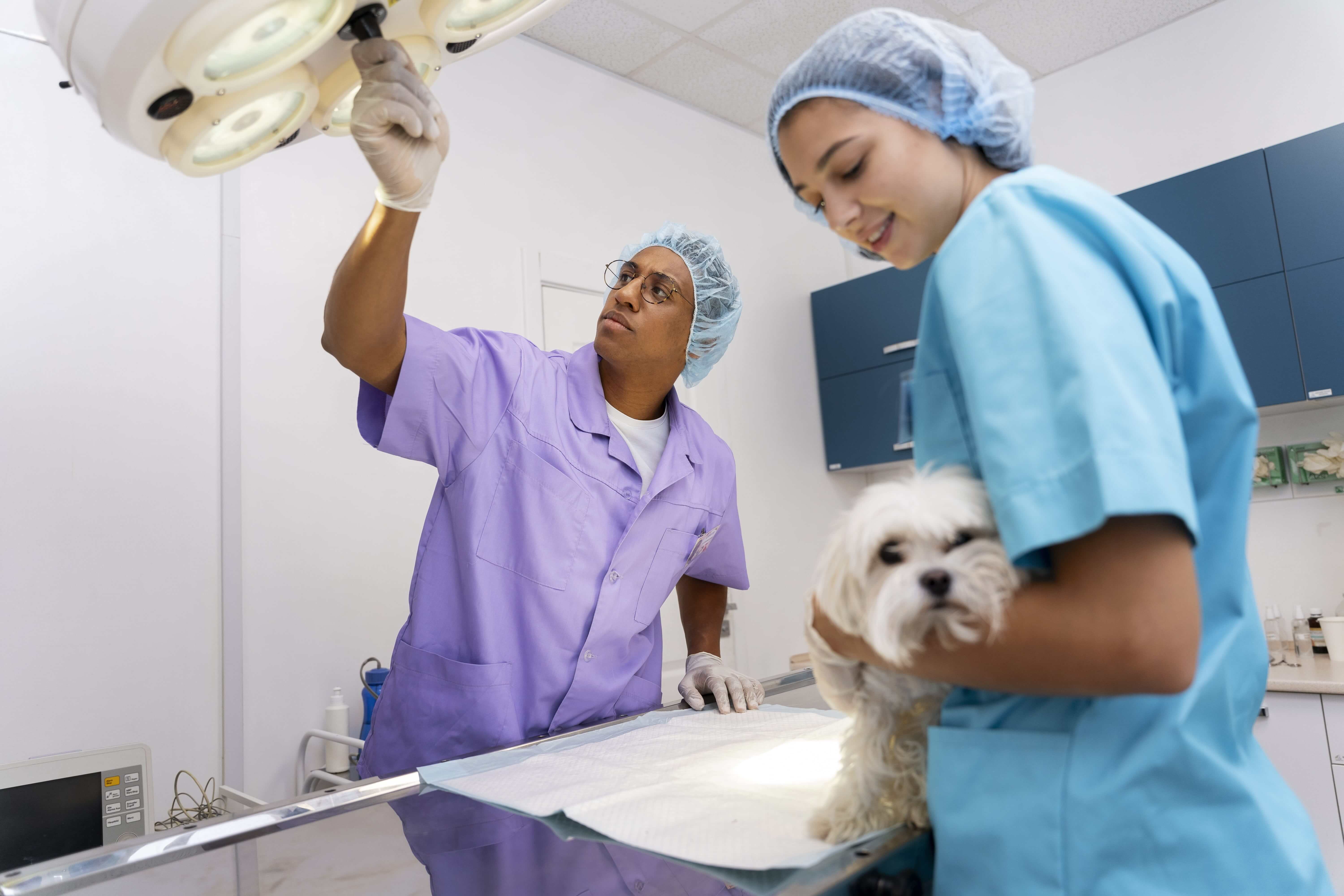 pet surgeons, Pet surgery in Dubai