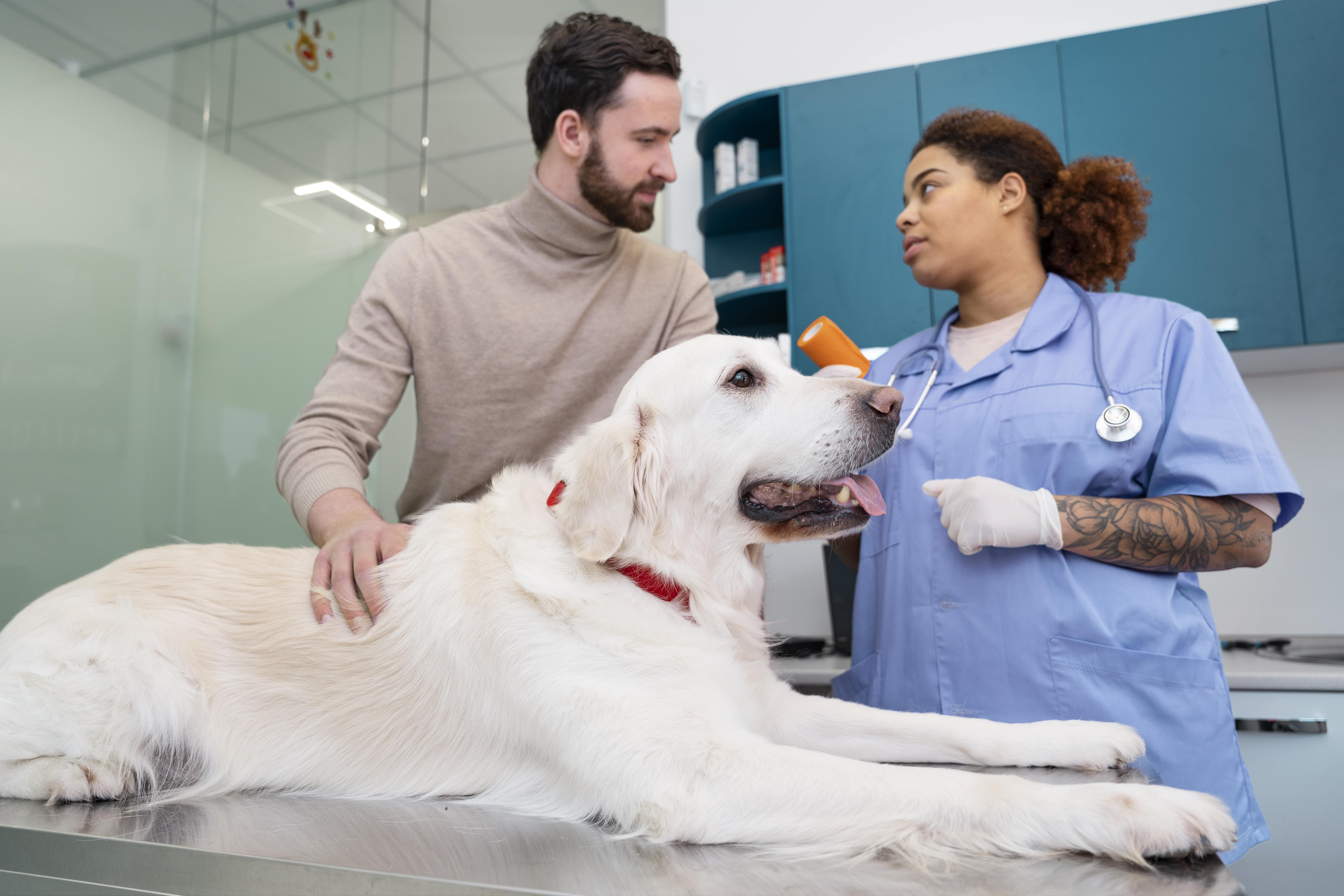 HOW TO CHOOSE ORTHOPEDIC SURGEON FOR YOUR PET IN DUBAI