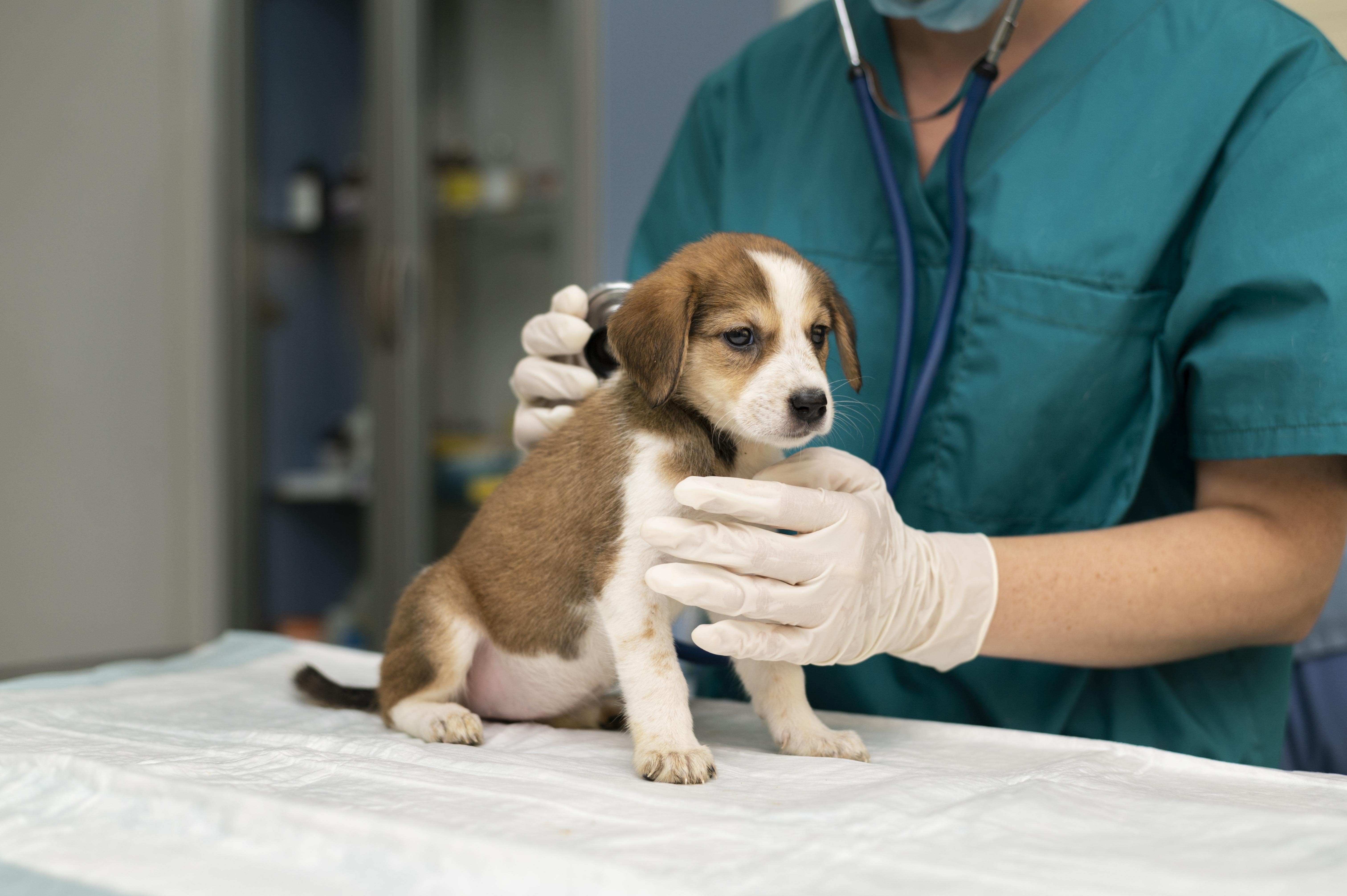 Exploring Non-Surgical and Surgical Treatment Options for Pet Orthopaedic Problems: Tales of Healing Paws
