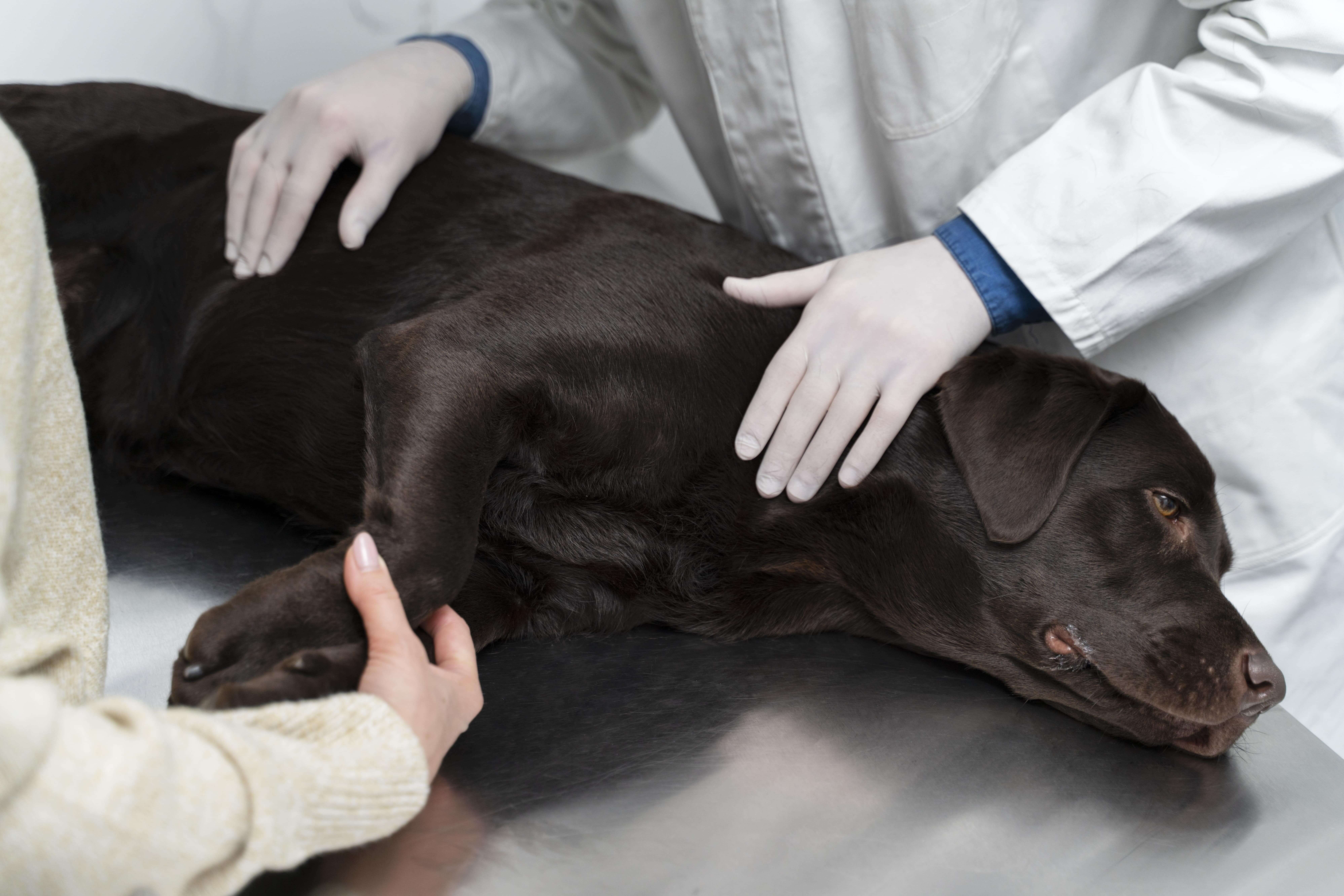 Innovative Veterinary Care: Unveiling Advanced Pet Surgical Techniques in Dubai
