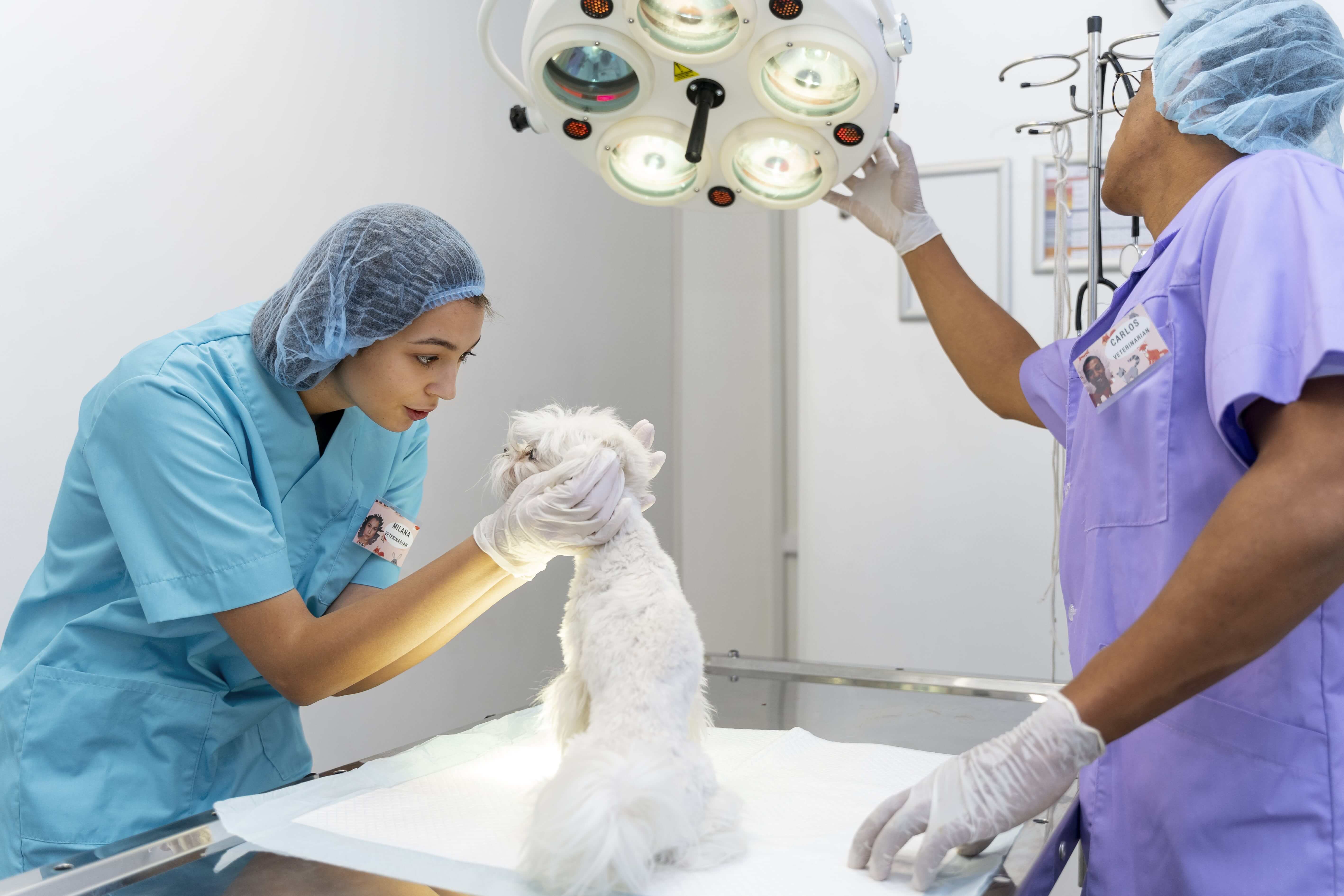  Advanced pet surgery in Dubai