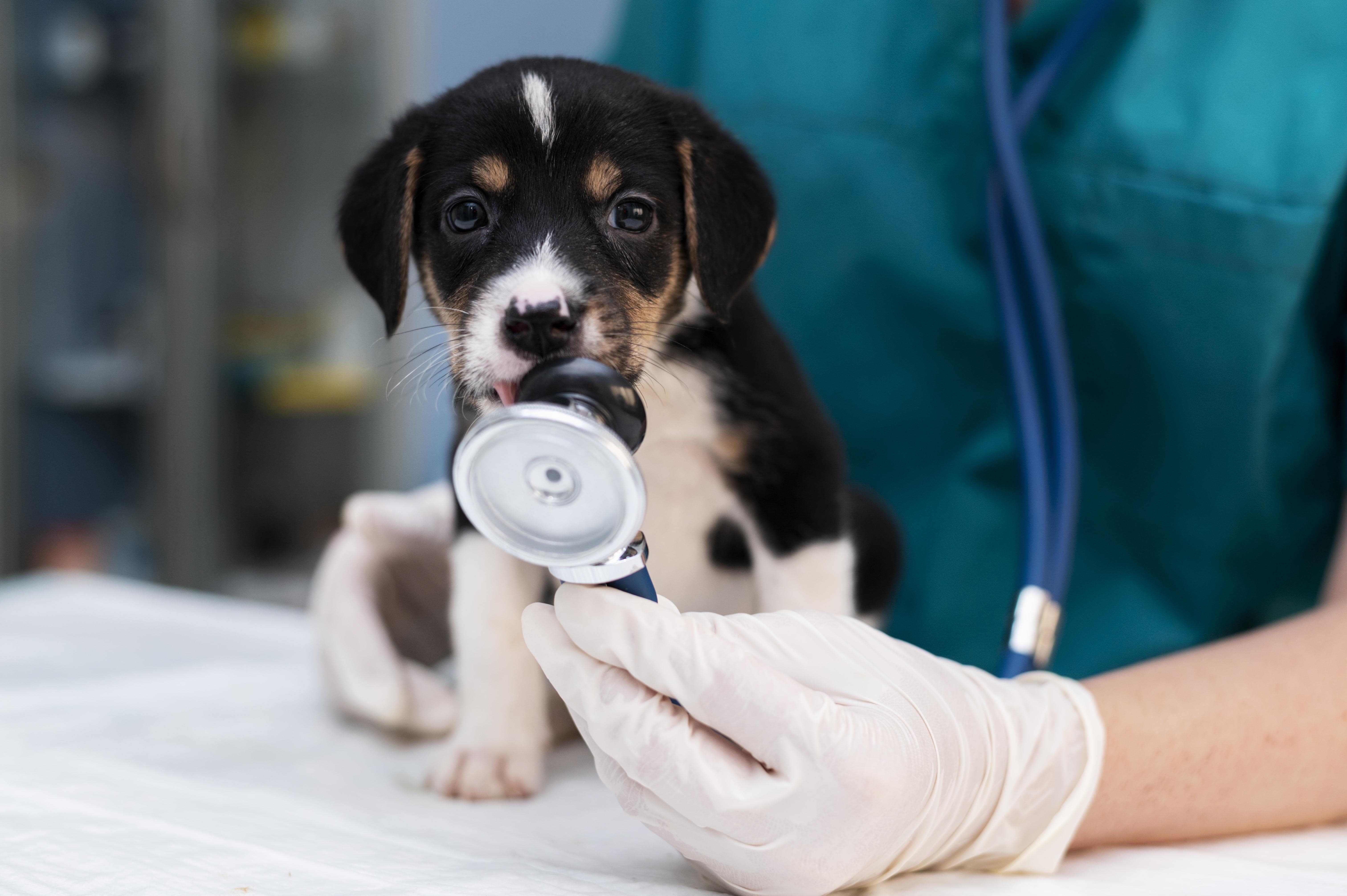 When is Pet Surgery Necessary? A Guide for Dubai Pet Owners