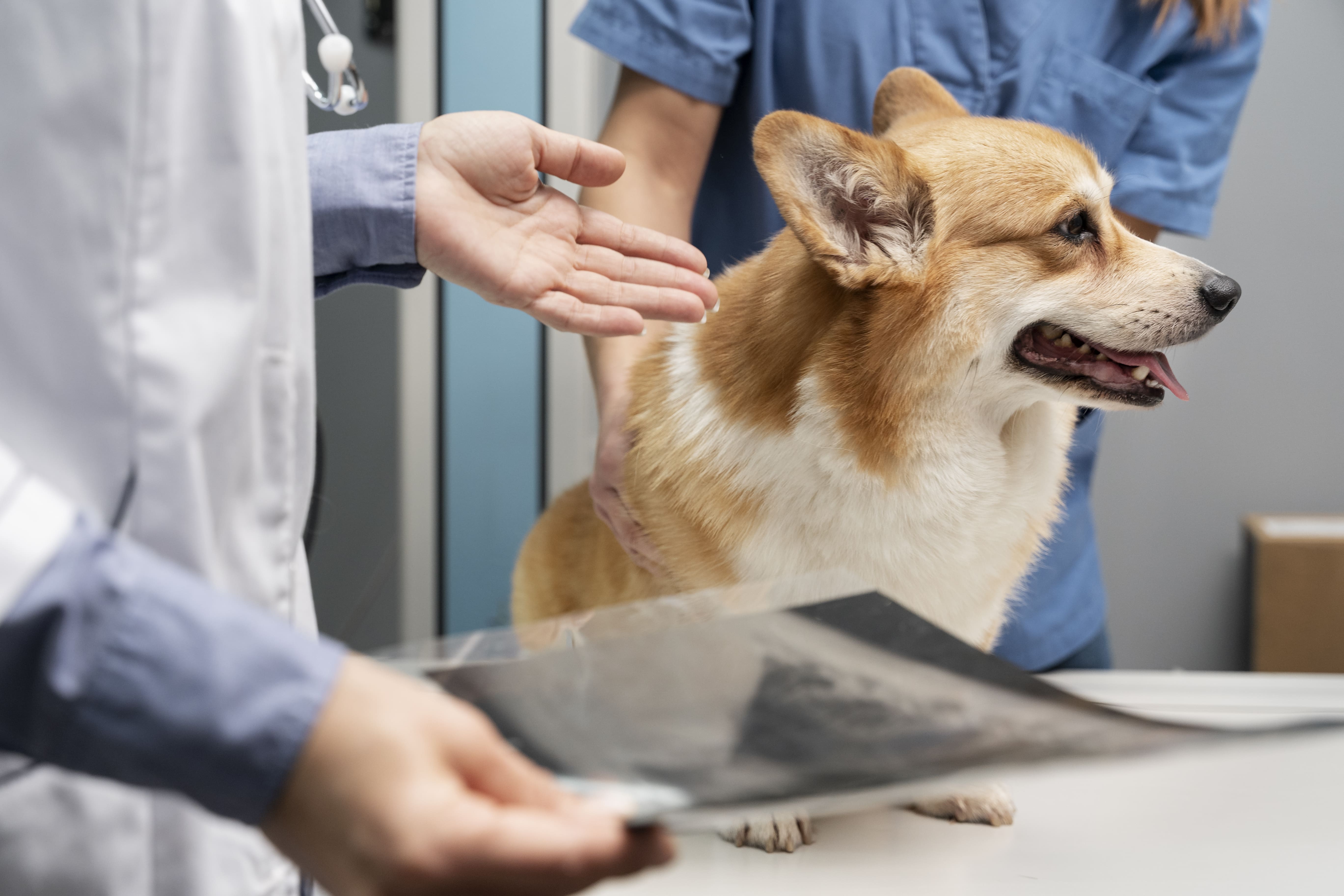 Pet Surgery in Dubai: Everything You need to Know