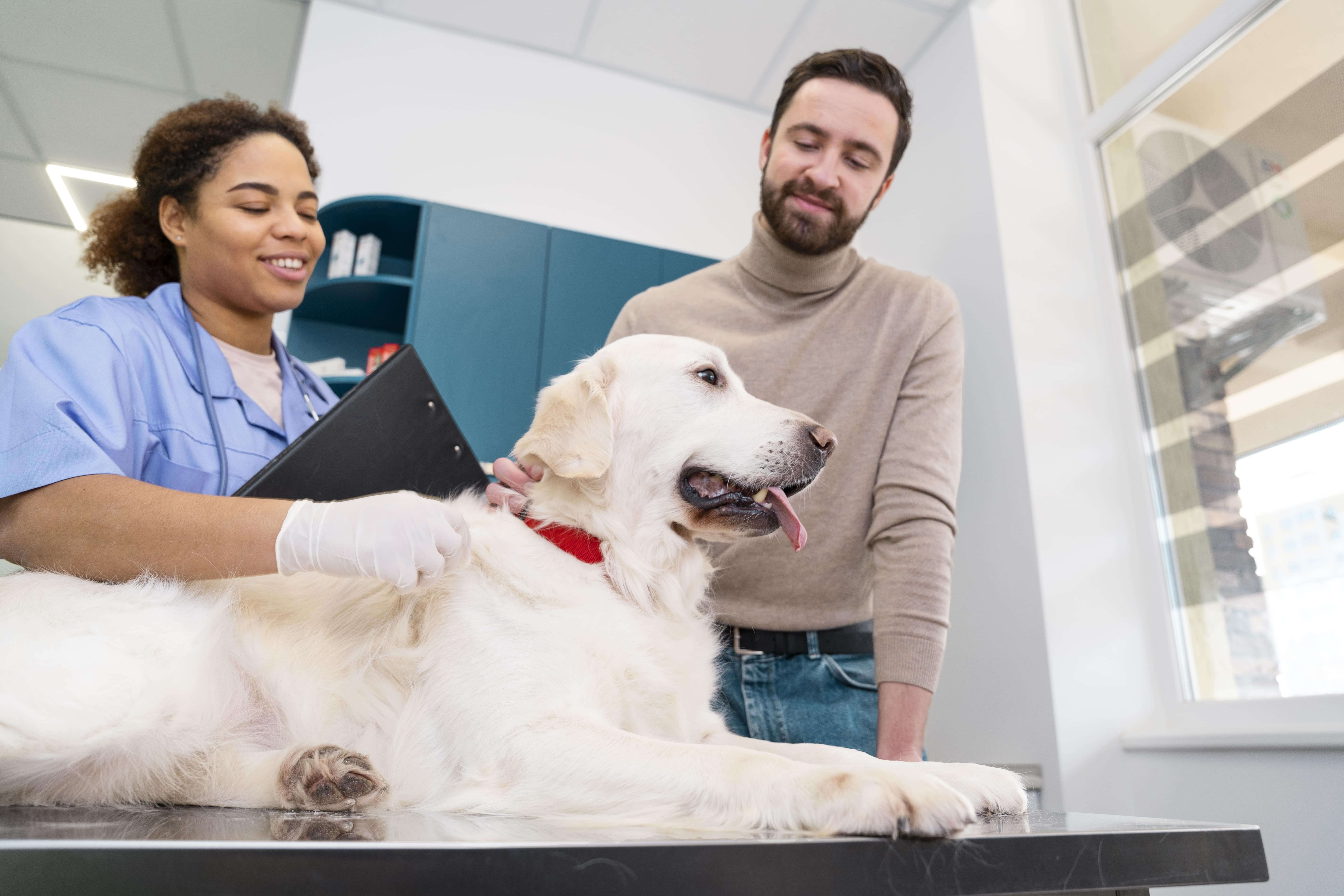 All About Orthopaedic Pet Surgery for Dogs in Dubai