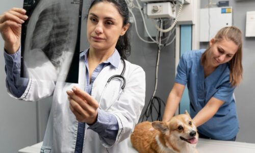 What Is Veterinary Radiology? A Pet Owner’s Guide to Diagnostic Imaging 