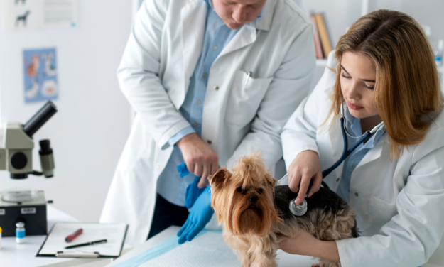 What Are the Warning Signs That Your Pet Needs a Health Checkup?