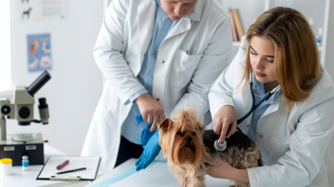 Pet Needs a Health Checkup