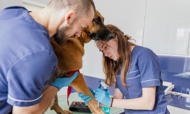 Common Orthopedic Surgeries in Pets: TPLO, FHO, Fracture Repair, and More