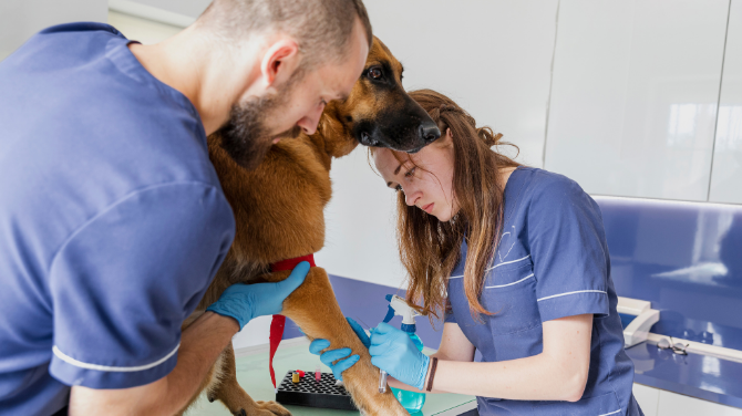 Common orthopedic surgeries in pets