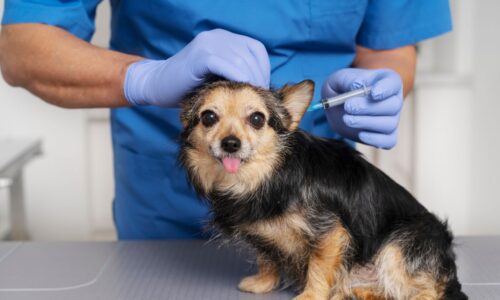 The Ultimate Guide to Vaccination for Dogs and Cats