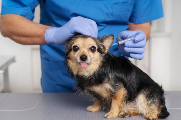 The Ultimate Guide to Vaccination for Dogs and Cats