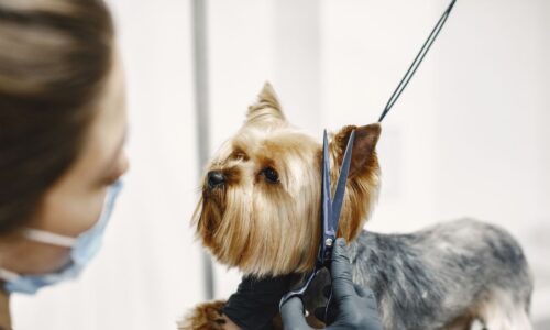 Grooming Challenges for Pets in Dubai’s Climate