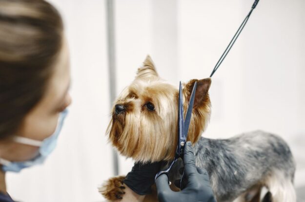 Grooming Challenges for Pets in Dubai’s Climate