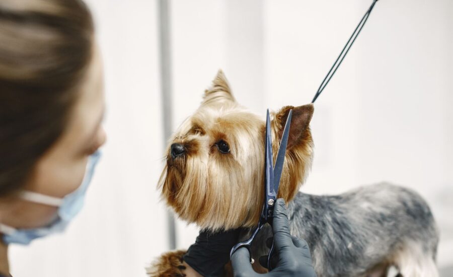 Grooming Challenges for Pets in Dubai’s Climate