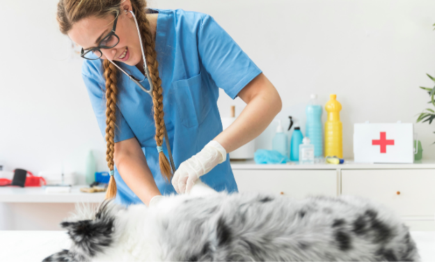 What Steps Should You Take During a Pet Emergency?