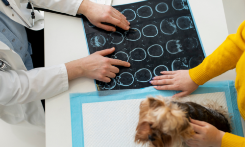 Understanding Pet Radiology: How Digital X-Ray And Ultrasound Assist In Accurate Diagnosis