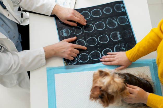 Understanding Pet Radiology: How Digital X-Ray And Ultrasound Assist In Accurate Diagnosis