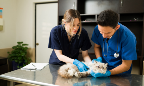 Why Vaccines, Parasite Control & Annual Check Ups Are Crucial in Preventive Vet Care