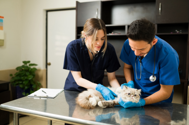 Why Vaccines, Parasite Control & Annual Check Ups Are Crucial in Preventive Vet Care