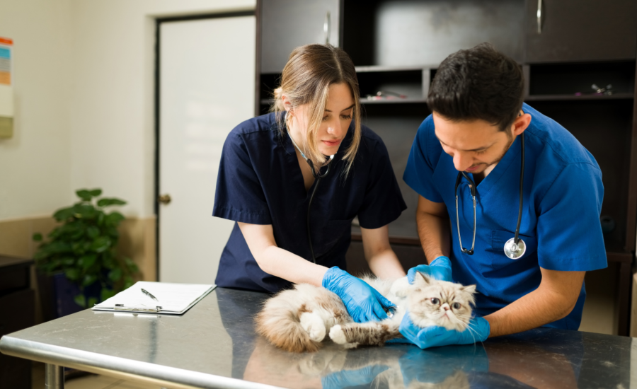 Preventive vet care for pets
