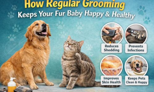 How Regular Grooming Keeps Your Fur Baby Happy and Healthy