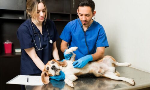 How to choose the right Veterinary clinic
