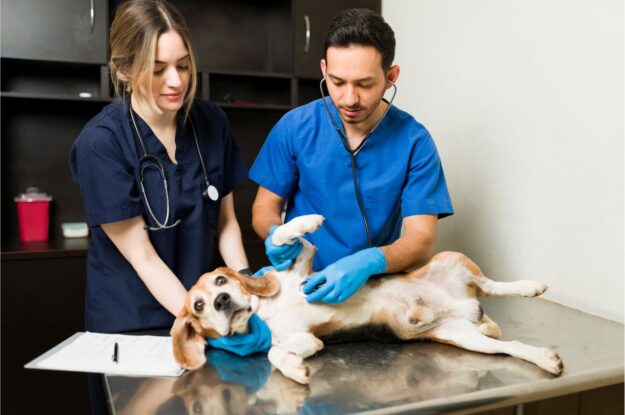 How to choose the right Veterinary clinic