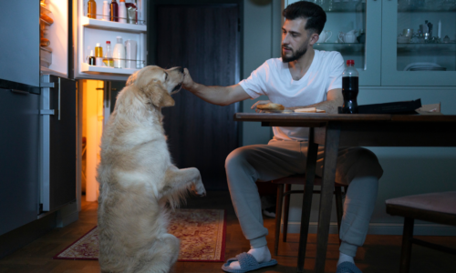 Obesity in Pets: Causes, Risks, and Prevention