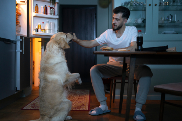 Obesity in Pets: Causes, Risks, and Prevention