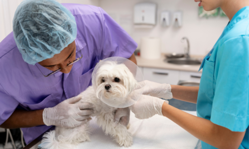 The Complete Guide for Keeping Your Pet Vaccinated and Prepared Health Wise In Dubai