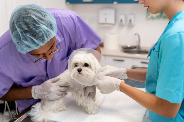 The Complete Guide for Keeping Your Pet Vaccinated and Prepared Health Wise In Dubai