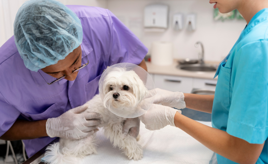 Complete Guide to Pet Vaccination and Preventive Care in Dubai