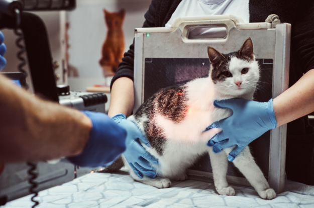 Warning Signals for Emergency Vet Visits: When is the Right Time?