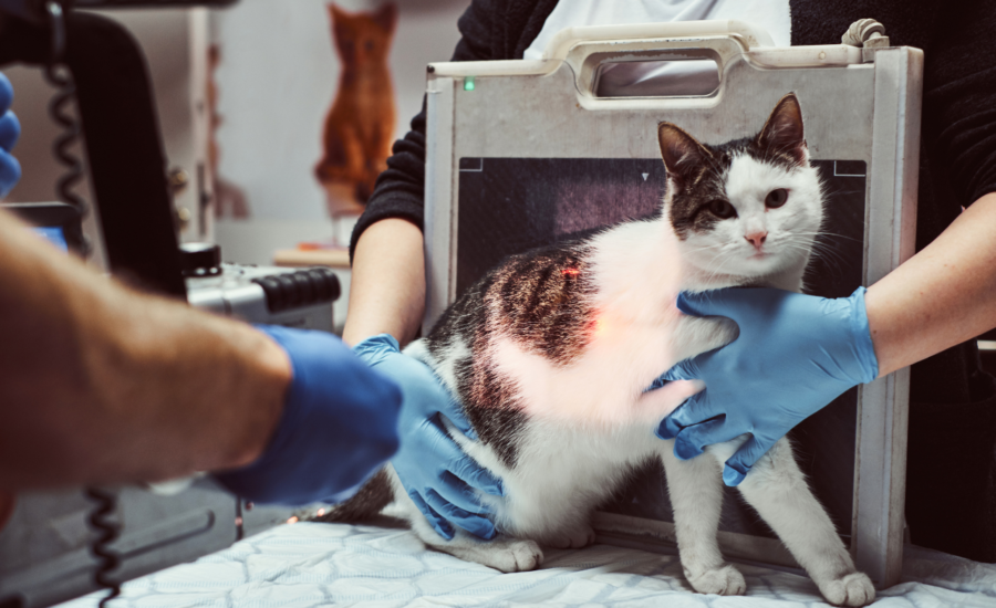 emergency vet visit warning signs